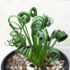 Albuca Spiralis 1