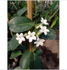 Jazmín De Madagascar 1