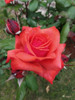 Rosas De Injertos 2
