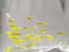 Pez Cebrita Verde 0