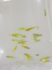 Pez Cebrita Verde 5