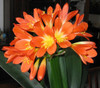 Planta De Clivia!! 2