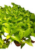 Promo Pack 5 Potus Lemon Pothus - Epipremnum - Maceta N°12 0