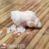 Sal De Apio. Condimentos Gourmet 3