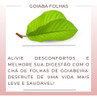 20 Chás Folha Goiabeira 100% Pura Legitímo Psidium Guajava 4
