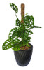 Tutor De Musgo Para Plantas Suporte De Sphagnum 50cm 2