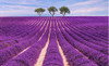 Aceite Esencial Puro De Lavanda 0