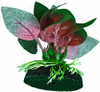 Betta Plant Red Anubias Leaf Por Blue Spotted Great Para Bet 0