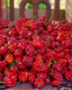 Pimenta Carolina Reaper A Mais Forte Do Mundo 4