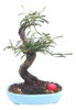 Bonsai 1