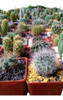 Mini Cactus Y Suculentas - Macetas Cuadradas 0