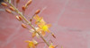 Plantin Bulbine Frutescens (x3 Bulbines) 1