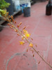Plantin Bulbine Frutescens (x3 Bulbines) 3