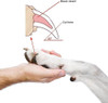 Alicate Corta Uñas Con Tope De Profundidad Para Perros 5