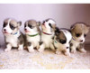 Yoy 12 Pcs / Set Soft Nylon Puppy Whelping Id Collars - Ajus 4