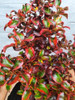 Planta Coprosma !!! 3