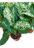 Planta De Interior Dieffembachia 0