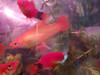 Pez Platy Mickey Mouse Naranja 1