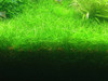 Tapizante Eleocharis Sp Mini 0