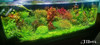 Tapizante Eleocharis Sp Mini 1