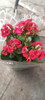 Floral Kalanchoe 1
