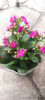 Floral Kalanchoe 3