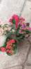 Floral Kalanchoe 4