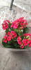 Floral Kalanchoe 6