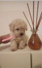 Caniche Mini 1