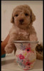 Caniche Mini 5