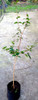 Planta De Árbol Fruta Nativa Pitanga Consulte Envio 1