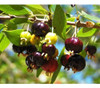 Planta De Árbol Fruta Nativa Pitanga Consulte Envio 4