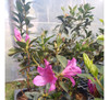 Azaleas Arbustivas Jardín 0