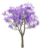 Árbol Jacaranda 1.8m 0