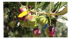 Olivo - Arbol De Aceitunas 0