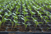 Sustrato Profesional Horticultura Alta Performance 70 Lt 2