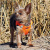 Diseño Para Perros American River Step In Wrap Arnes Para 1