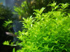 Hemianthus Micranthemoides 1