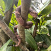 Hohajiu Juguete De Serpiente Falsa De Goma 3