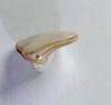 Perla Natural Irregular  (madreperla) 3
