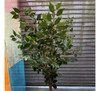 Ficus Planta Árbol Semi Artificial Con Maceta 135 Cms 2