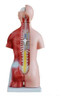 Torso Humano 45 Cm Em 24 Partes E Coluna Exposta 1