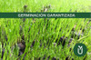 Semillas Césped Perenne - Mezcla Jardines - Mix 4 Estaciones 6