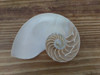 Caracol Marino. Nautilus Seccionado. 1