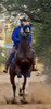 Caballo  Spc Puntero Ganador .permuto. 0