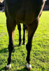 Caballo  Spc Puntero Ganador .permuto. 3