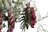 Aguaribay Arbol- Envios 0