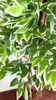 Planta Artificial Árvore Ficus Variegata 1,30mt Altura 2