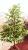 Planta Artificial Árvore Ficus Variegata 1,30mt Altura 4