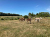 Burros Burras 2